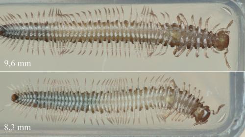 Anamastigona pulchella